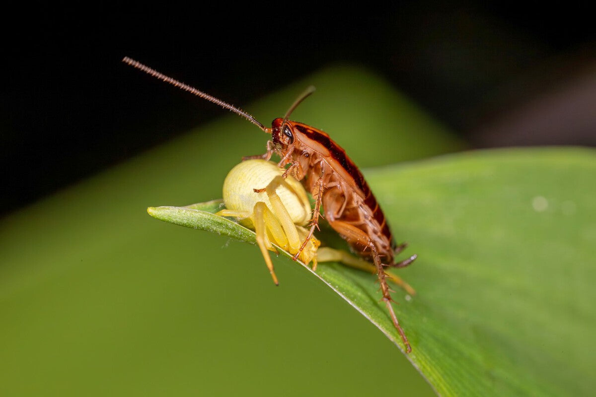 Cyborg Cockroaches With AI Sensor Backpacks: Hype vs Science