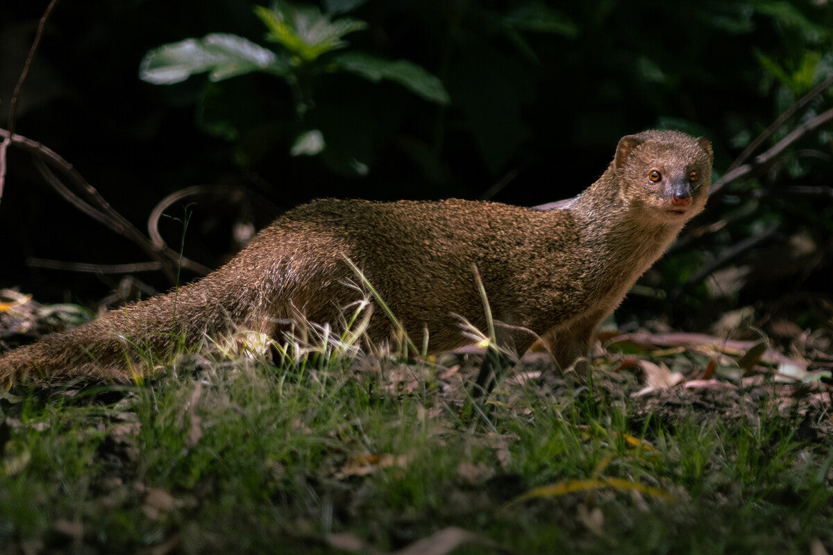 Puerto Rico's Mongoose Rabies Problem: 150 Years of Unintended Consequences