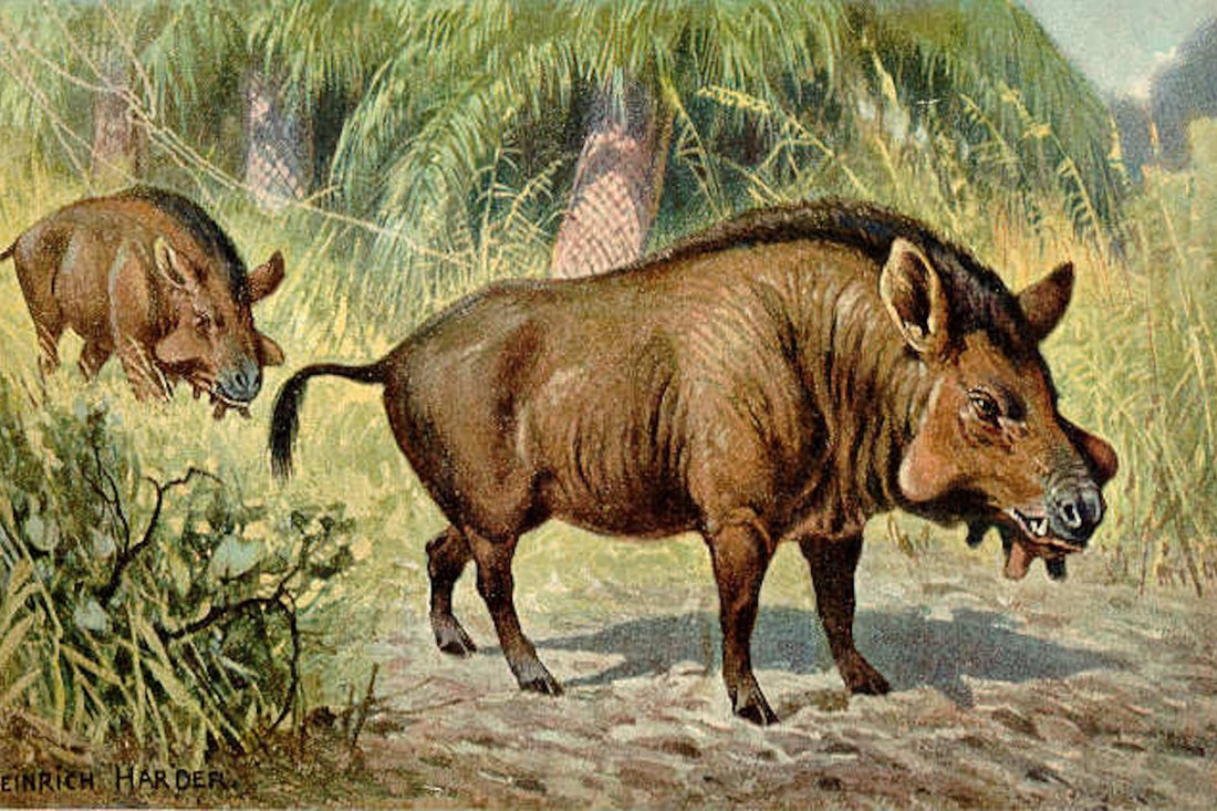 Spain's Hell Pigs: New Study Rewrites 30-Million-Year History