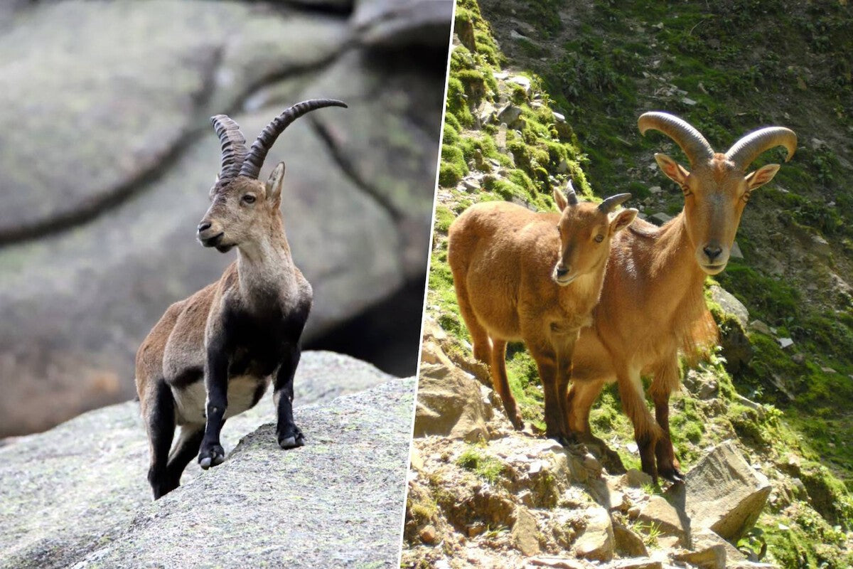 Spain's Barbary Sheep: CSIC Study Questions Invasive Label