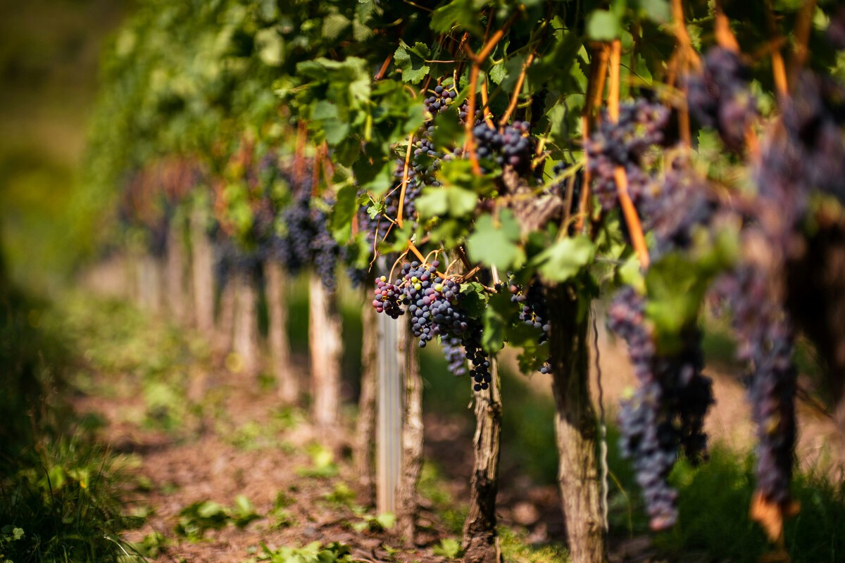 Spain's Vineyards Are Disappearing: Can Genetic Engineering Save Wine