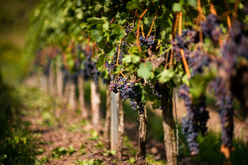 Spain's Vineyards Are Disappearing: Can Genetic Engineering Save Wine