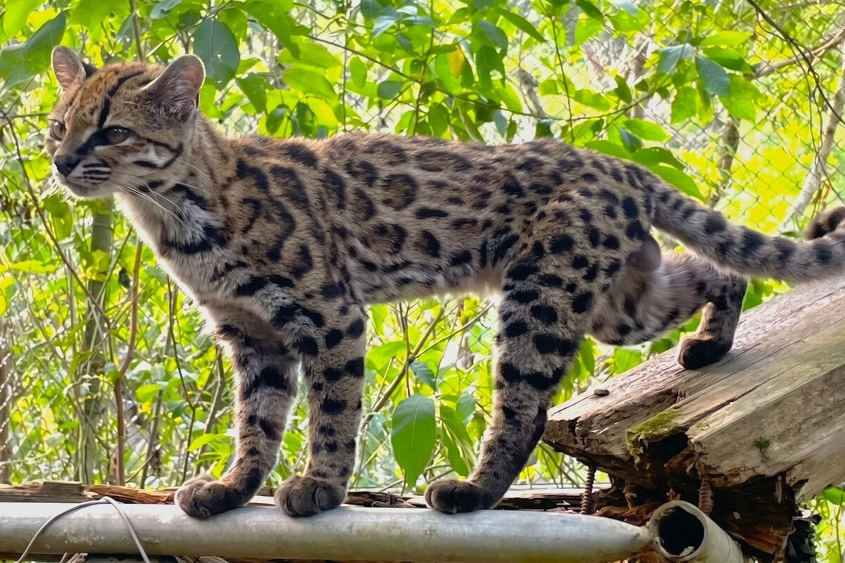 New Cat Species Discovered for First Time in Over 100 Years