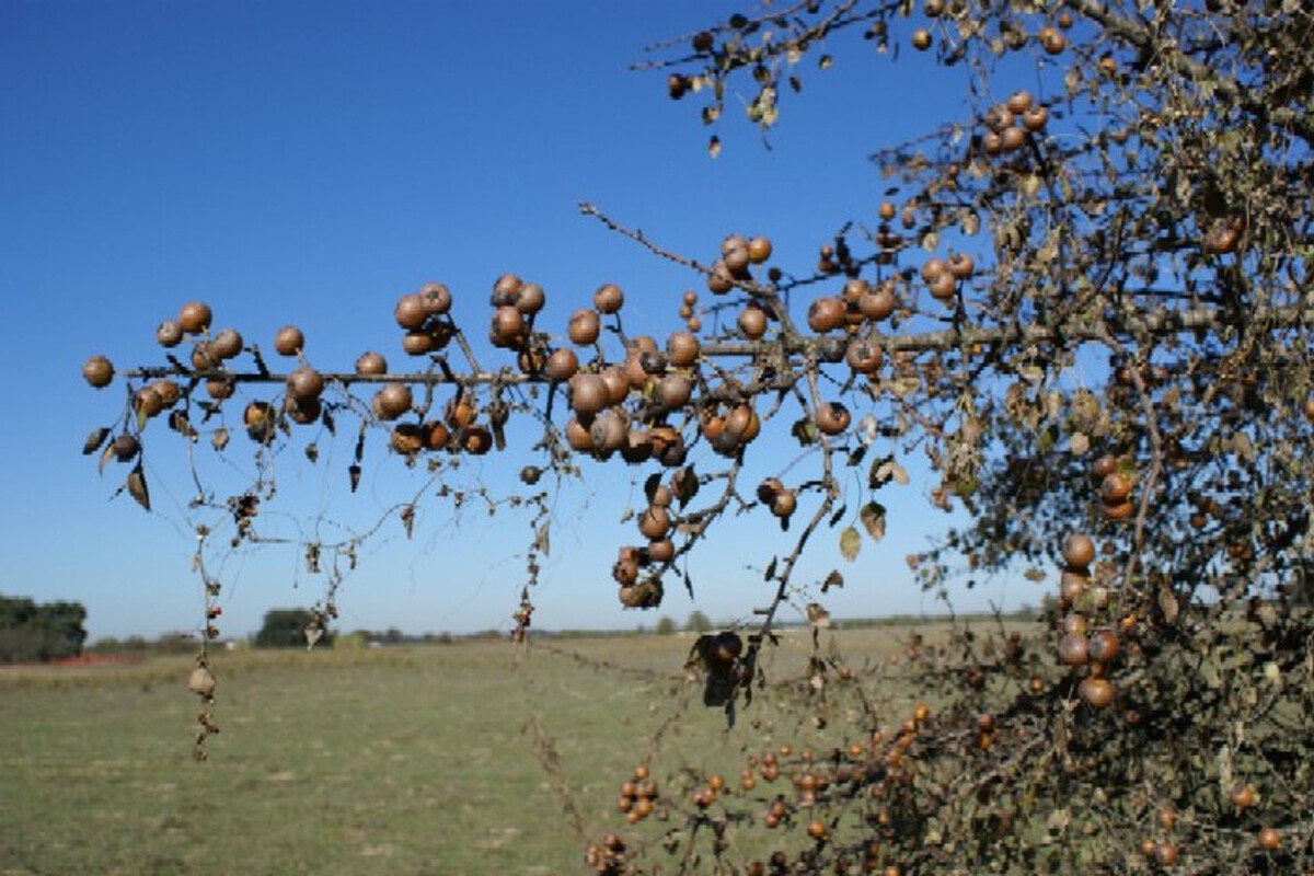 Overprotection Is Killing Wild Pear Trees in Doñana