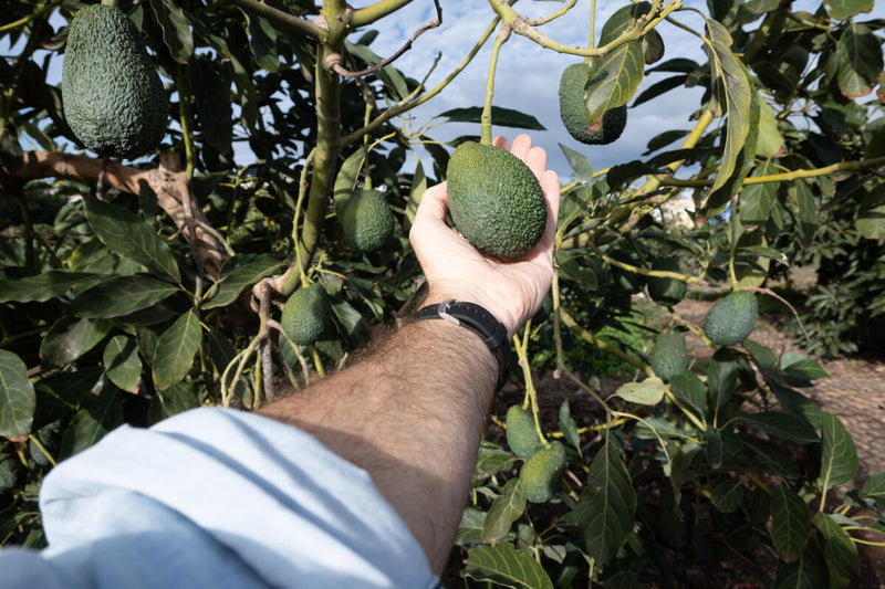 Avocado Flower Sex Switch: Scientists Finally Solve the Mystery