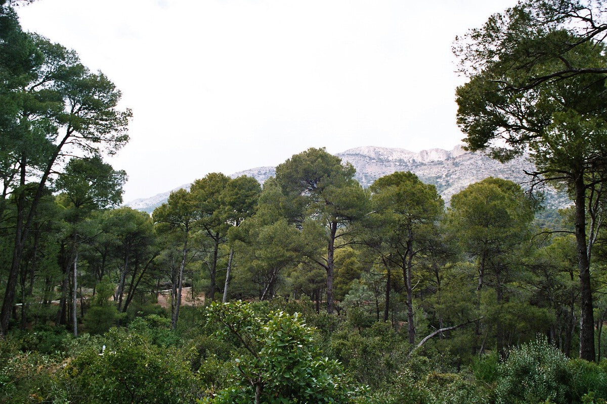 Spanish Engineer Reforested 5,000 Hectares by Shooting Seeds