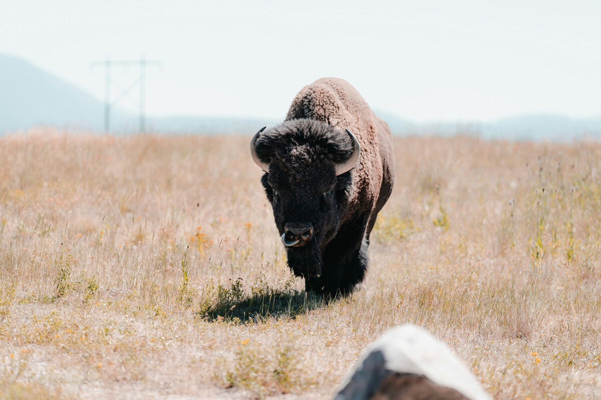 Bison Rewilding in Mexico's Desert: A Conservation Success Story
