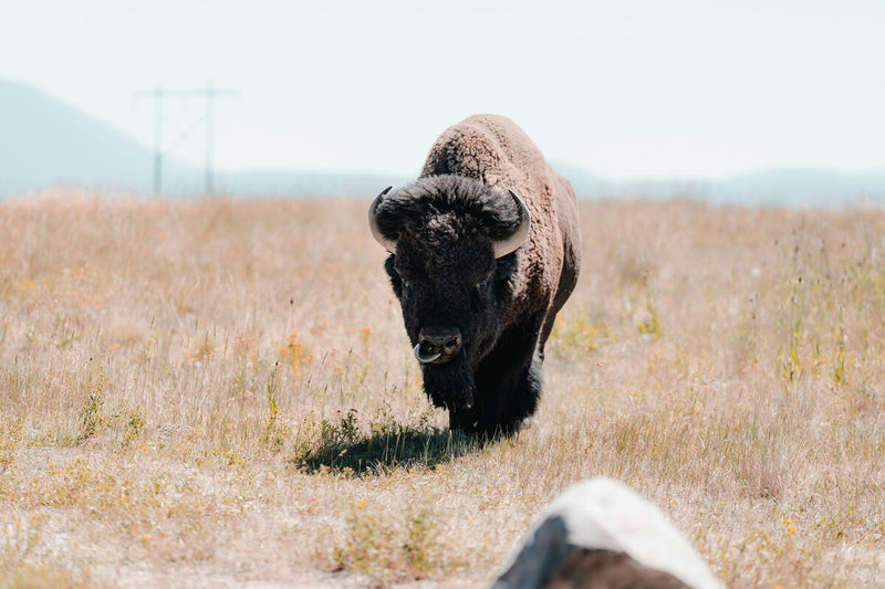 Bison Rewilding in Mexico's Desert: A Conservation Success Story