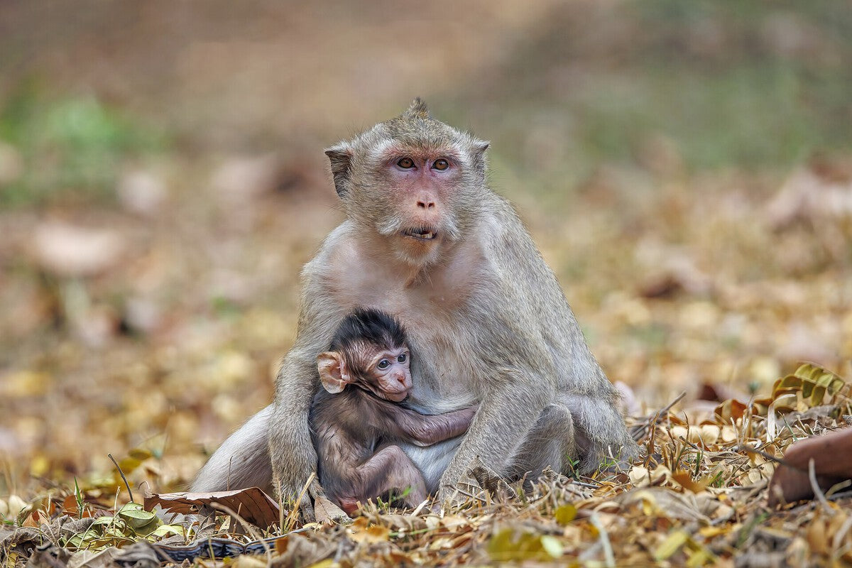 Monkey Shortage in China: The Hidden Bottleneck in Drug Research