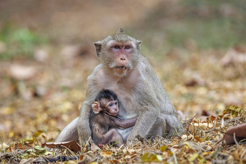 Monkey Shortage in China: The Hidden Bottleneck in Drug Research