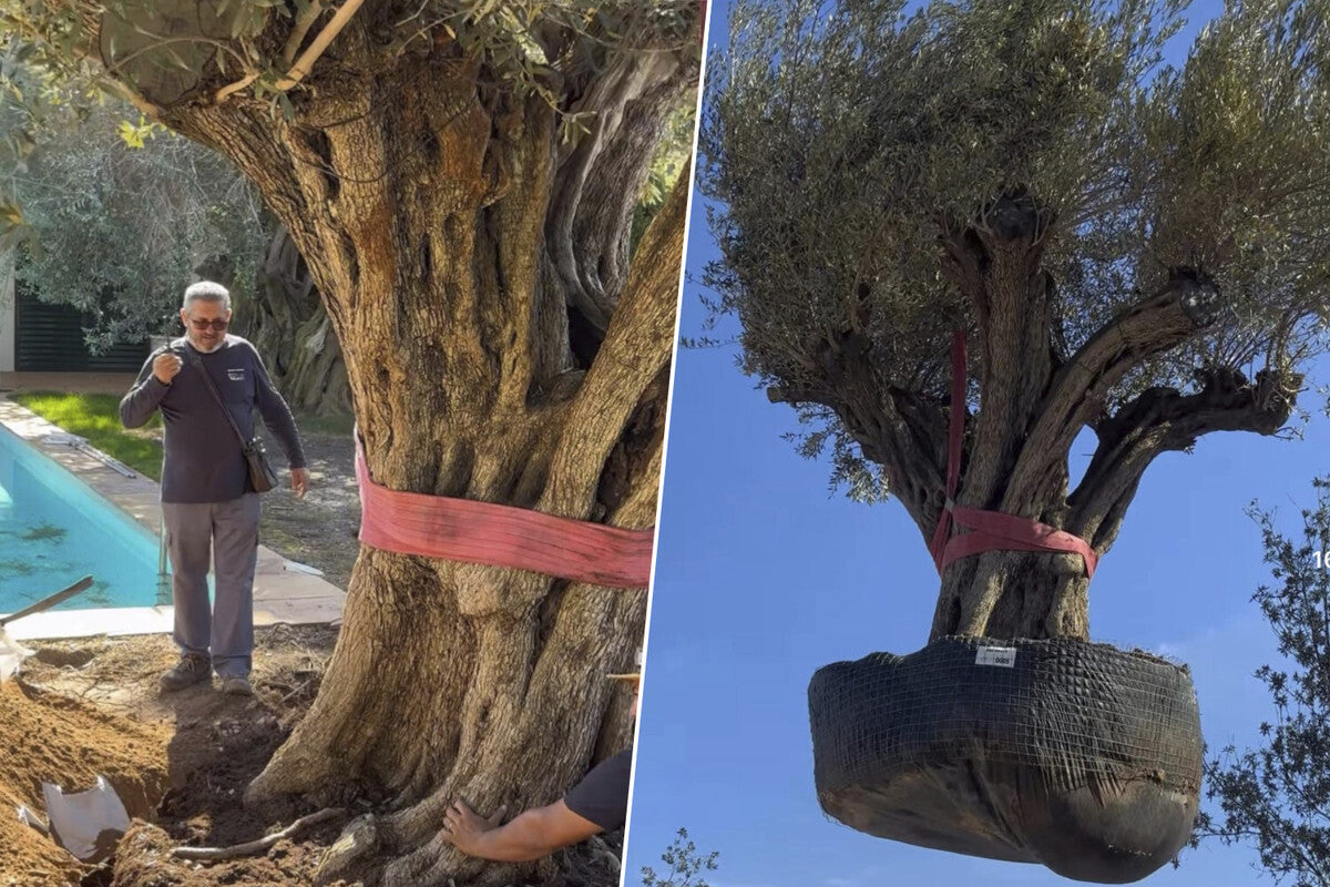 500-Year-Old Olive Tree Moved: 6,000 kg Relocation Feat