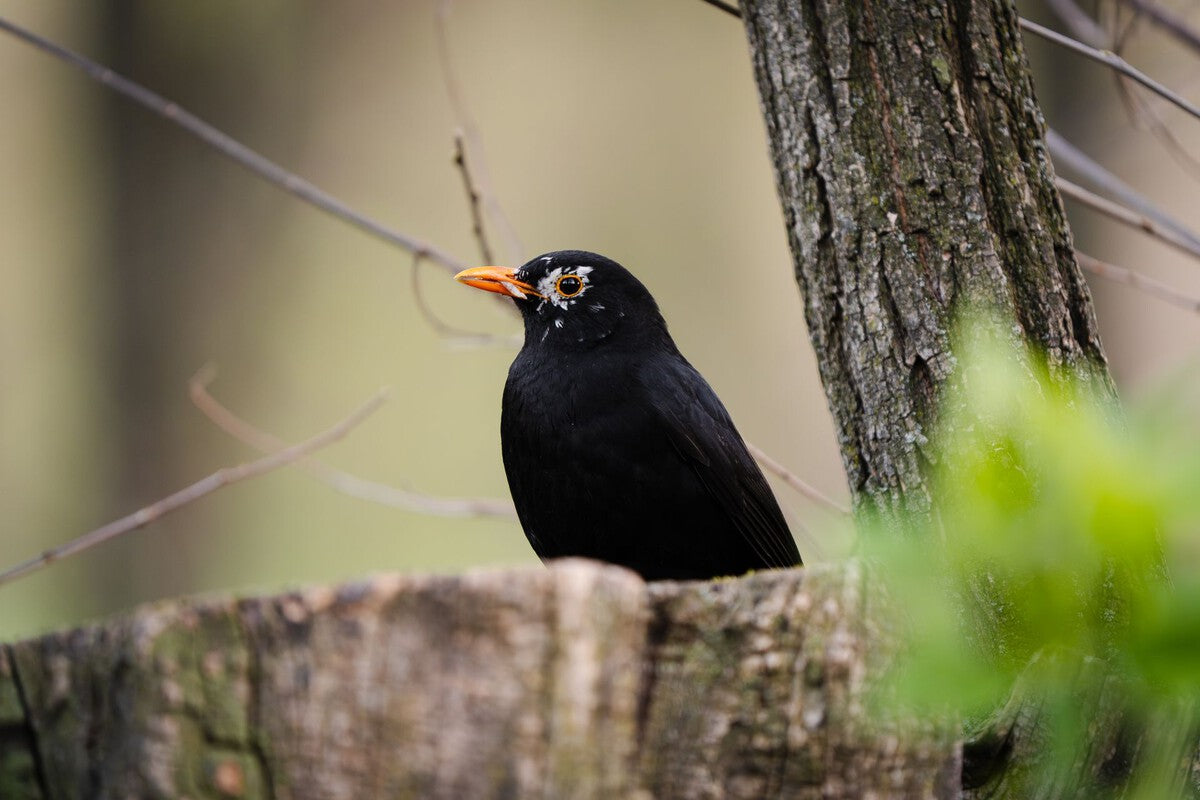Why Blackbird Song Calms You: The Science of Its Acoustic Recipe