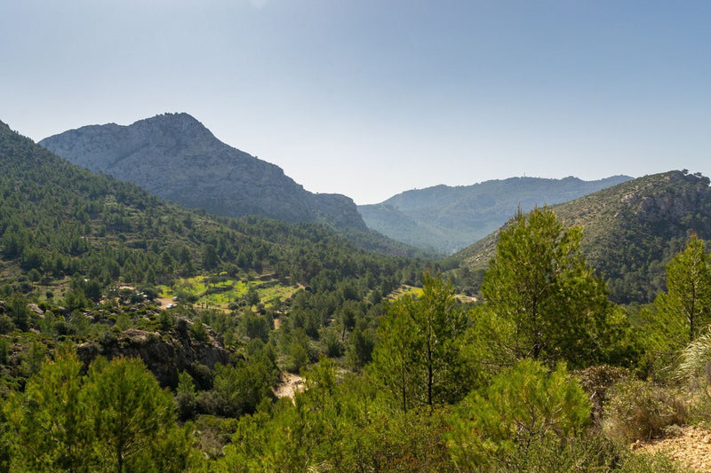 Mallorca's Water Dilemma: One Million Trees vs. Another Desalination Plant