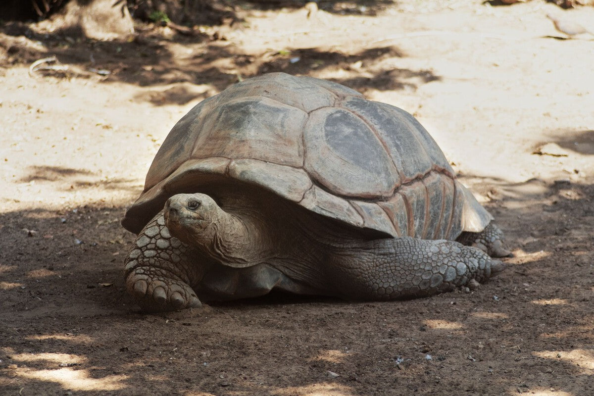 Jonathan the 194-Year-Old Tortoise: DNA Secrets of Extreme Longevity