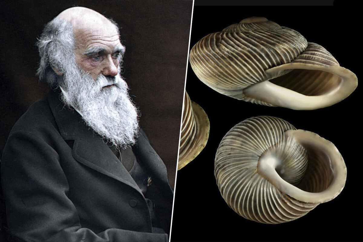 Charles Darwin's Unfulfilled Dream of Tenerife and the Dragon Tree