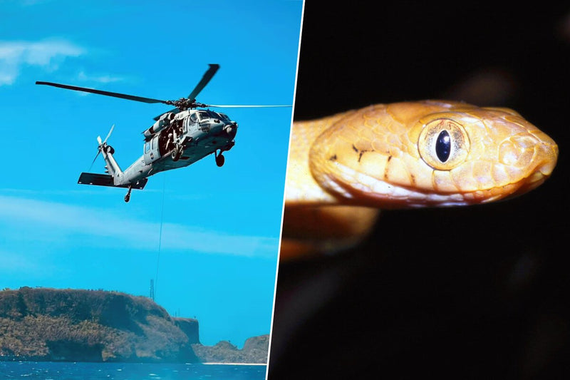 US Dropped 2,000 Poison Mice on Guam to Stop Brown Tree Snakes