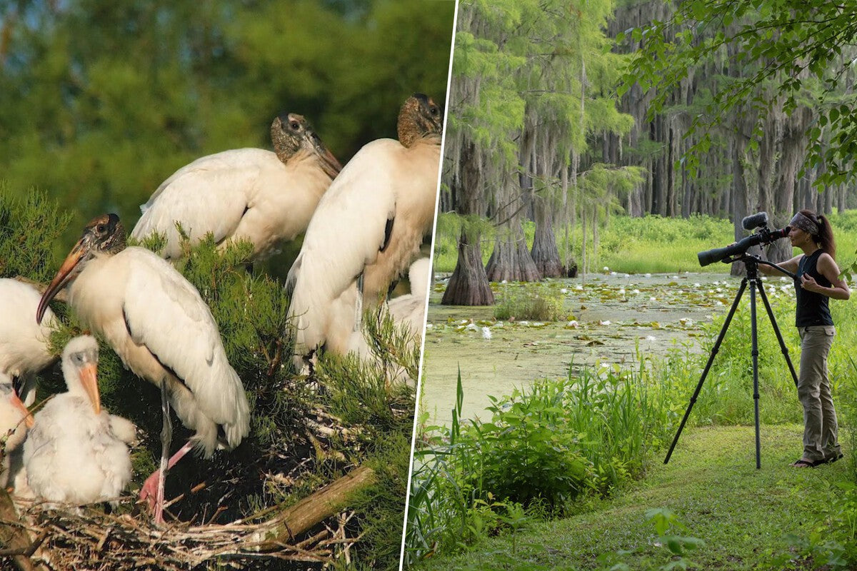 Florida Couple Bought a Swamp in 2007 to Save It From Development