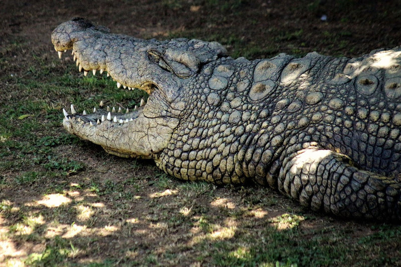 Saltwater Crocodiles Surf Ocean Currents to Travel 590 Kilometers