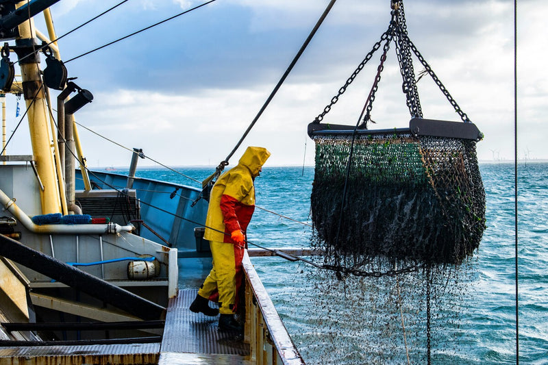 Octopus Decline in Galicia: Why Spain's Fishing Industry Isn't Worried