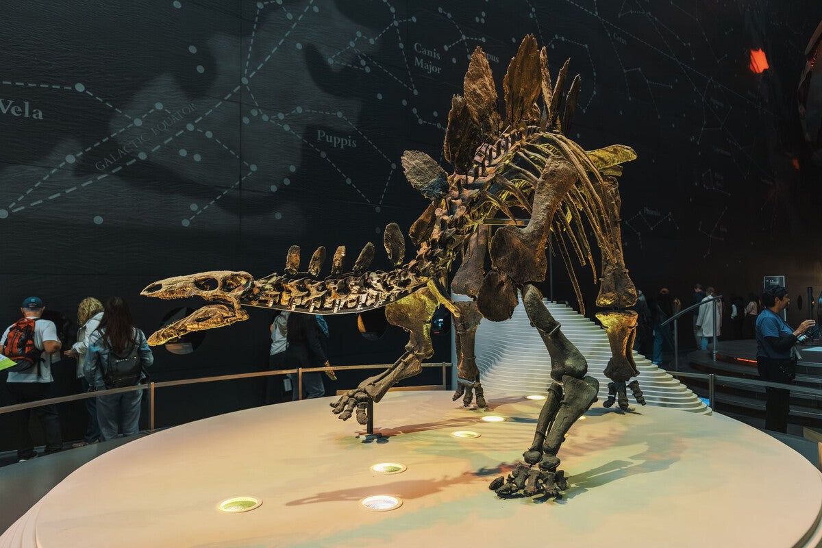 Fossils Now a Millionaire Treasure, Paleontologists Worry