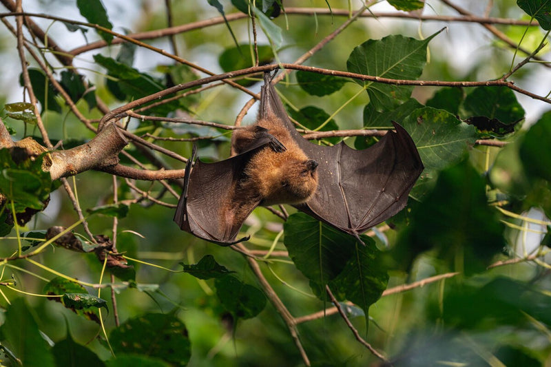 Bat Conservation in Forestry: Vigo Pilot Project Protects Crops