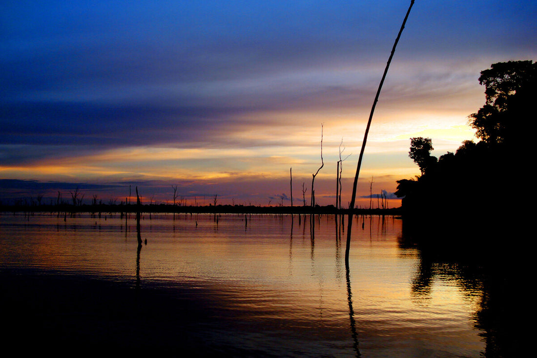 Brazil's Balbina Dam Flooded the Amazon and Left a Tree Graveyard
