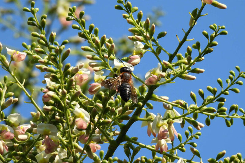 Invasive Giant Resin Bee Spreads in Europe via Ornamental Trees