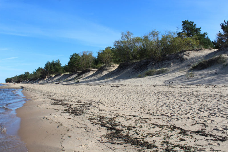 Alabama's Christmas Tree Dunes: 40 Years of Hurricane Defense
