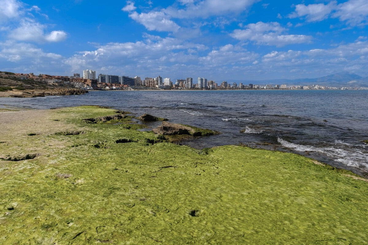 Asian Seaweed Invasion in Andalusia Now Deemed Irreversible