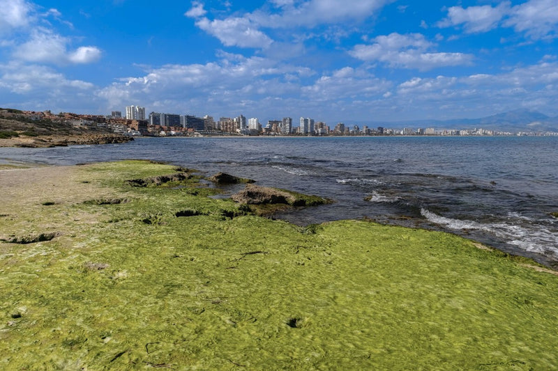 Asian Seaweed Invasion in Andalusia Now Deemed Irreversible