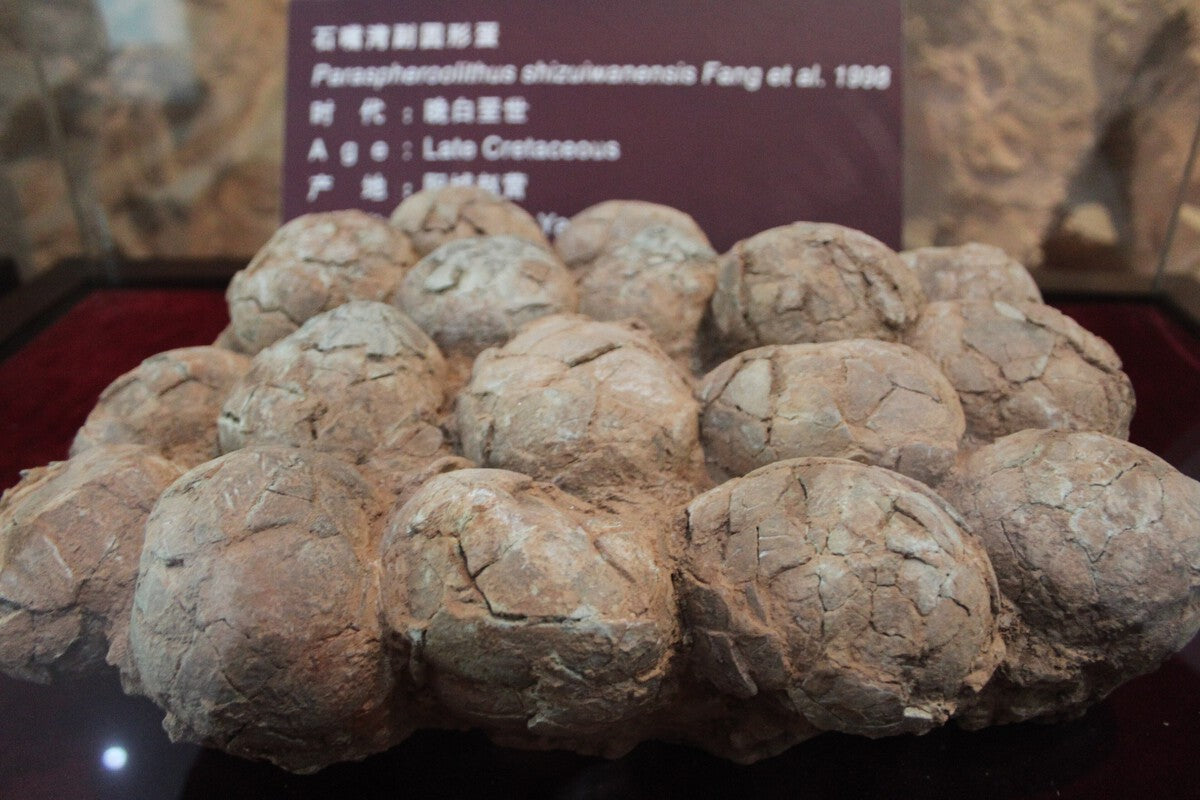 Dinosaur Eggs Found in Cold Patagonia: Titanosaurs Built Incubators
