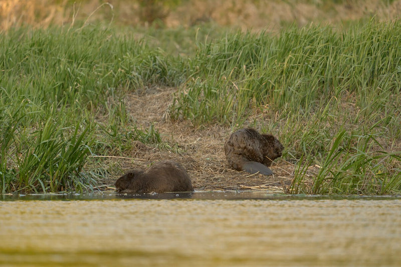 Beavers Released in 1946 Now Transform Tierra del Fuego Landscape