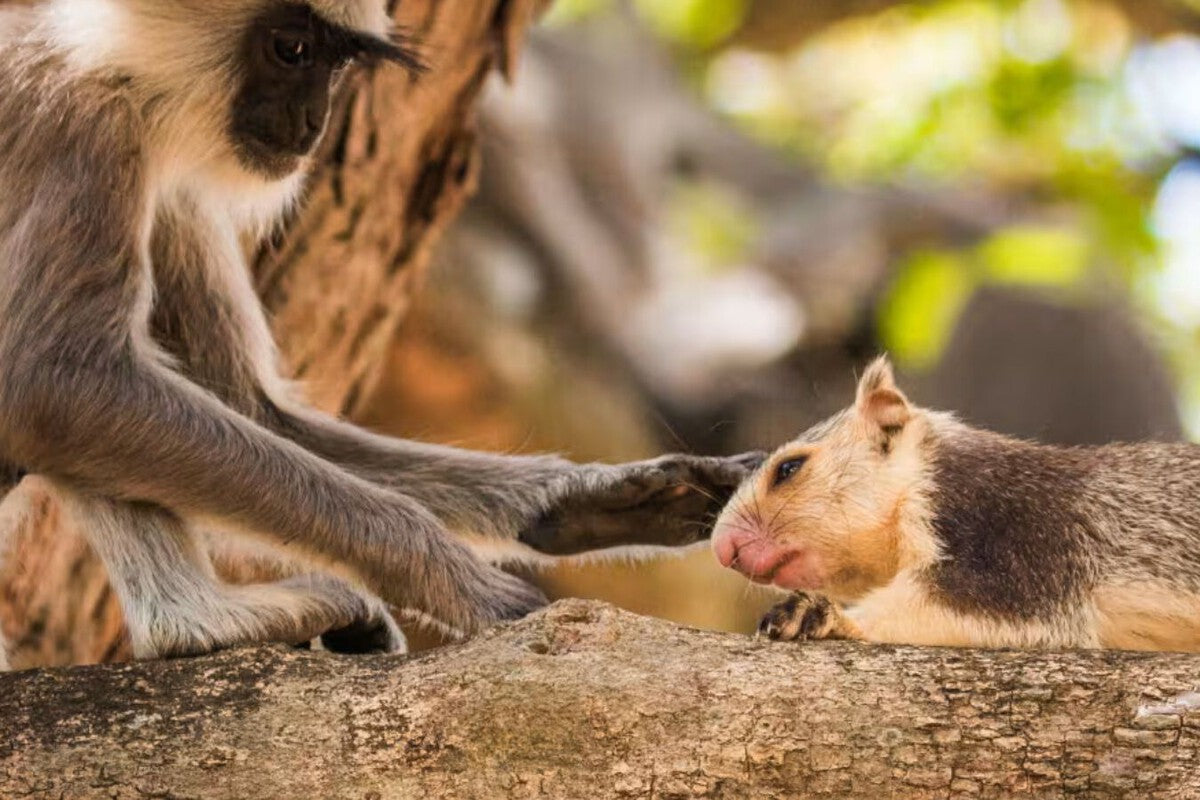 Primate Pet-Keeping: New Study Shows Cross-Species Bonds