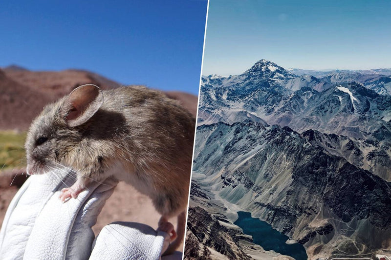 Andean Leaf-Eared Mouse Survives at 7,000 Meters in the Andes
