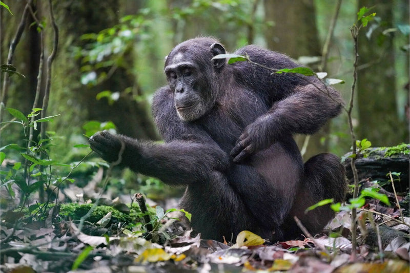 Ancient Virus May Have Blocked Chimpanzee Brain Evolution