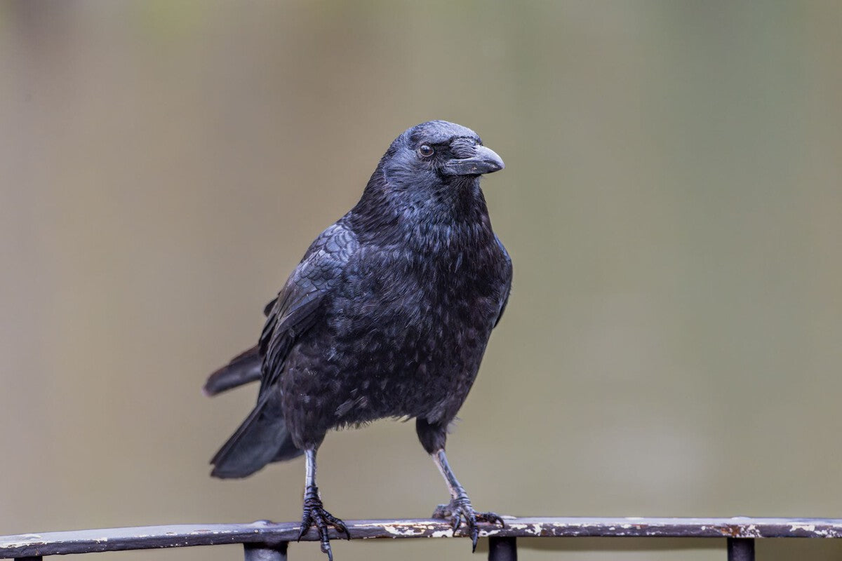 Crows Outpace Primates in Visual Decision-Making, Study Finds