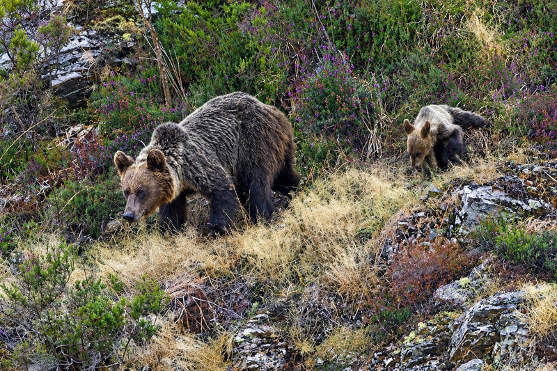 Cantabrian Brown Bear Expands Across Northwest Iberia Despite Debate