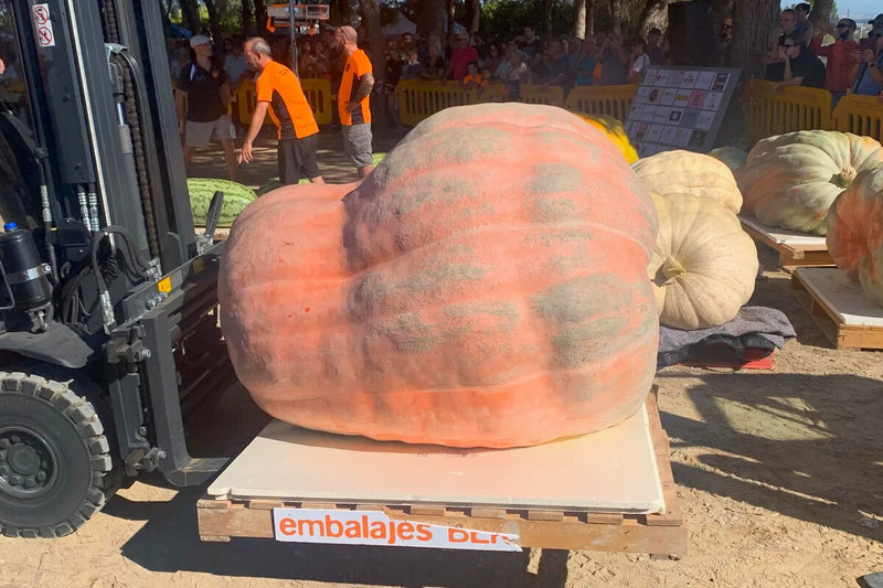 Spain's Largest Pumpkin: Navarra Farmer Grows 1,187-Kilo Giant