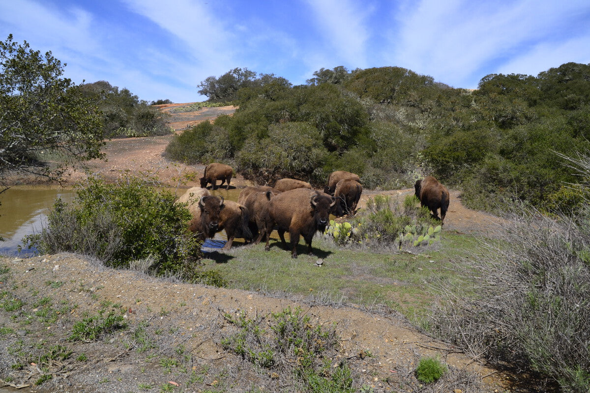 Bison on Santa Catalina Island: The Chewing Gum Tycoon's Legacy