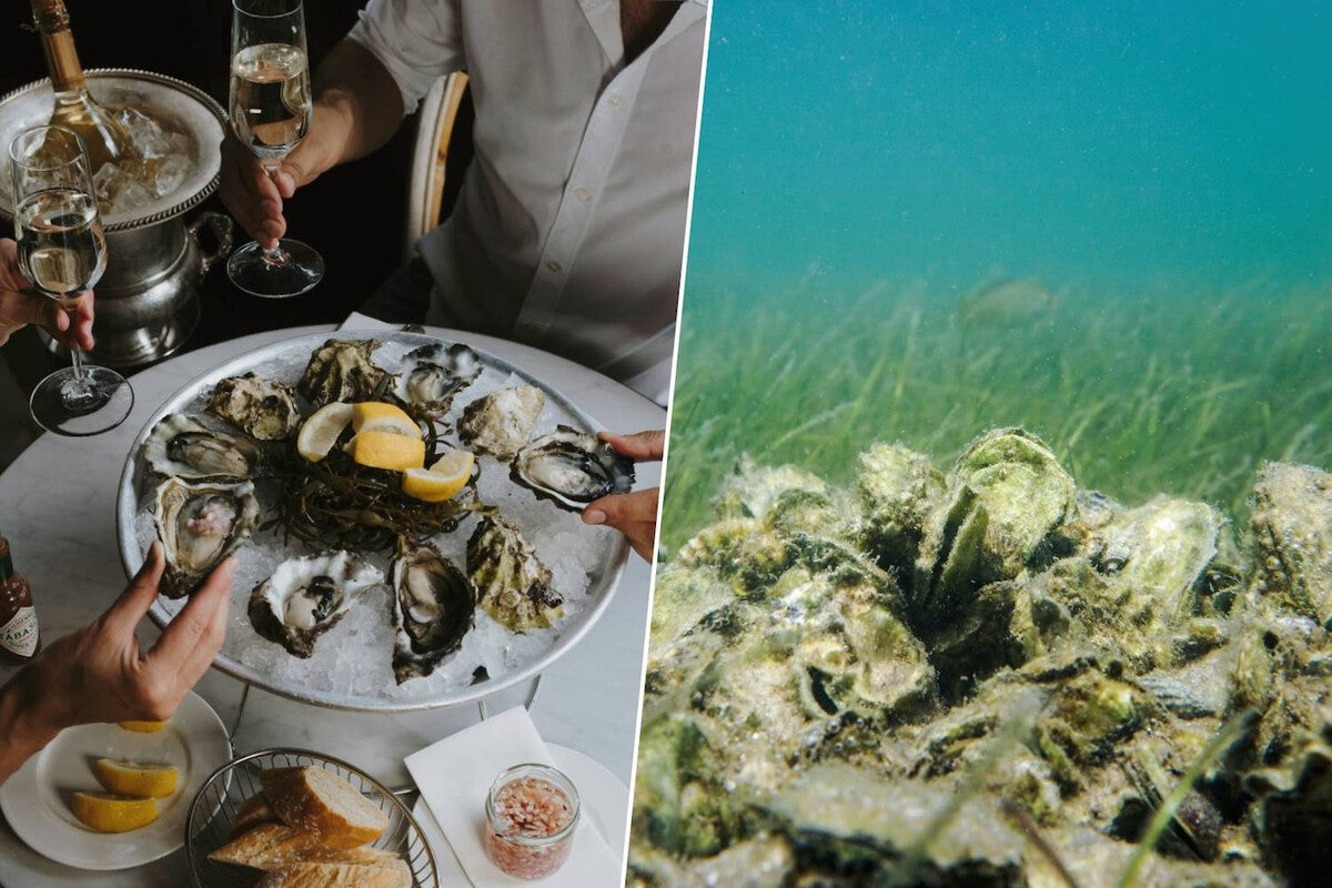 Florida Oyster Reef Restoration: 97 Reefs Revived by Recycling Shells