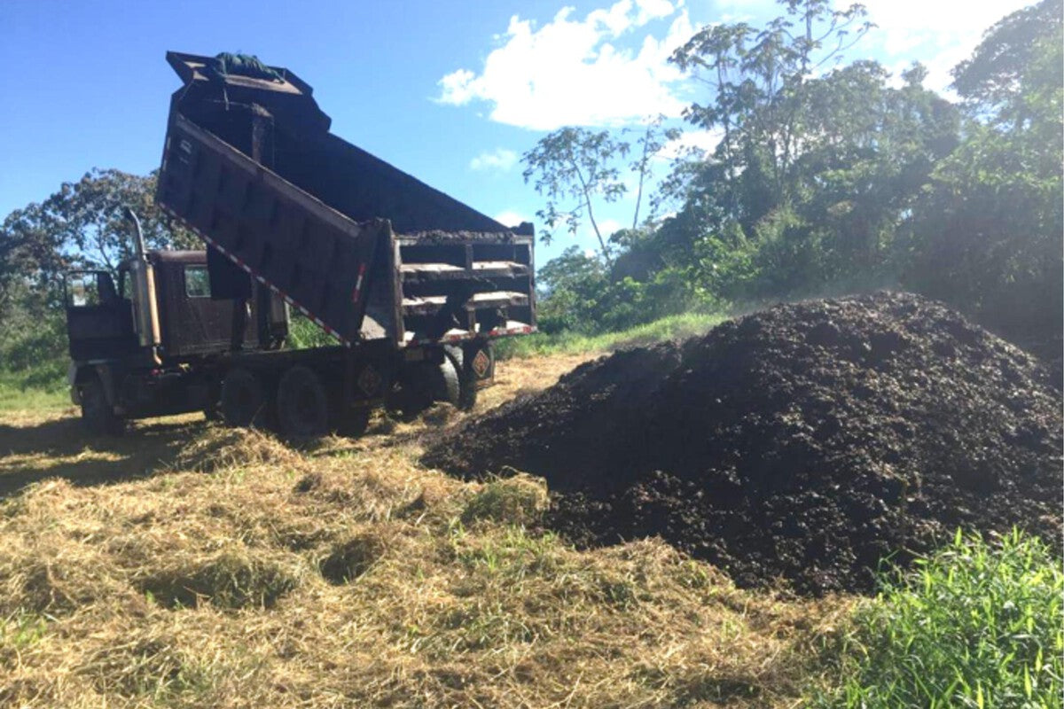 Coffee Pulp Restores Costa Rica Grassland Into Thriving Forest