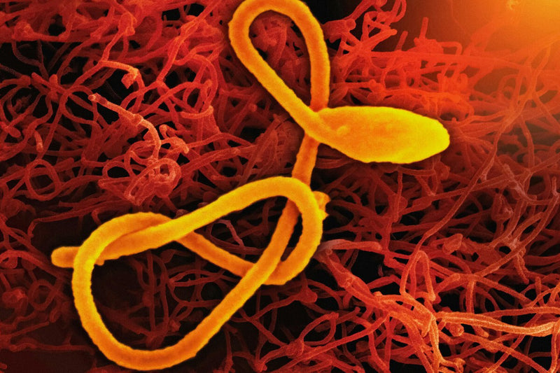 Fastest Ebola Epidemic Ever: Science Faces Uncharted Virus