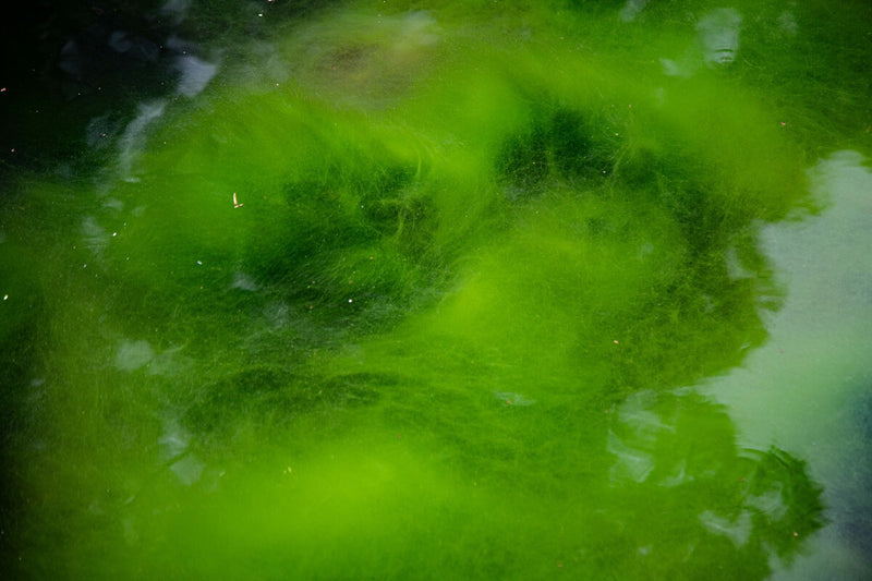 Nobel Prize in Medicine 2025 Awarded for Light-Sensitive Algae Discovery