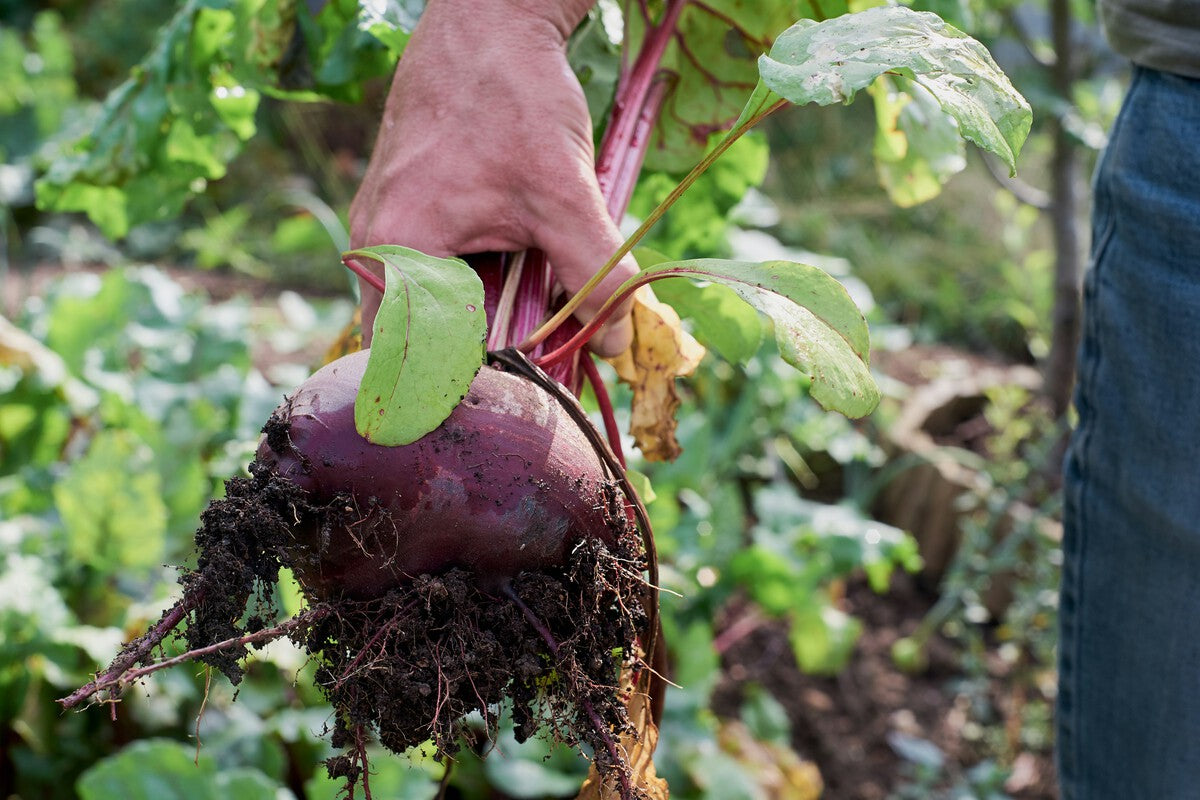 Andalusia's Sugar Beet: From 50,000 Hectares to Zero