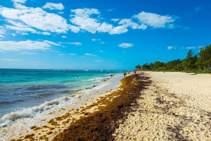 Mexico Turns Sargassum Seaweed Into Sandals and Cosmetics