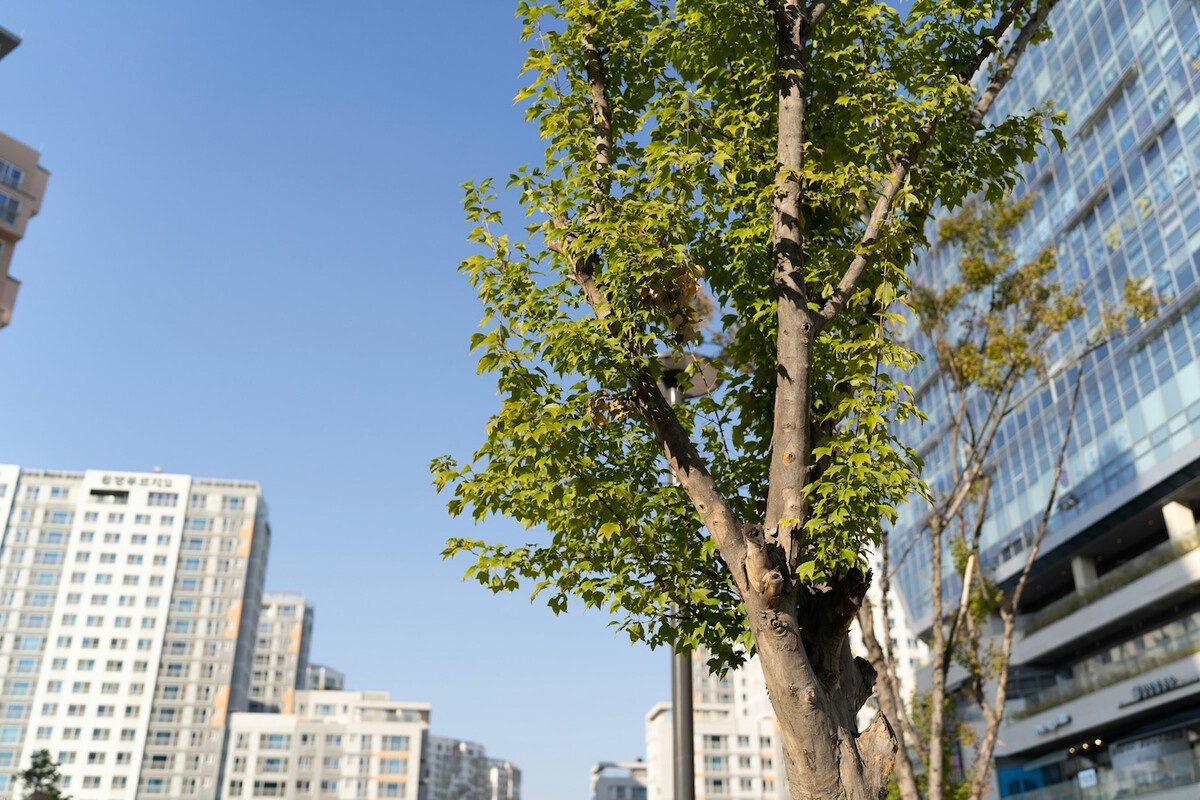 Trees' Heat Stress Switch: How Plants Cool Themselves in Extreme Heat