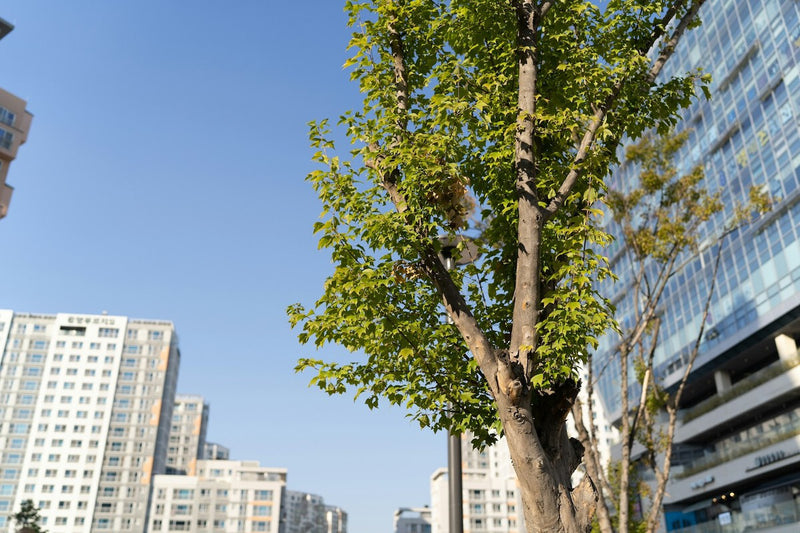 Trees' Heat Stress Switch: How Plants Cool Themselves in Extreme Heat