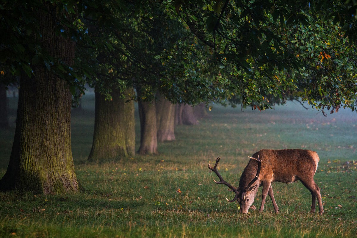 Invasive Fallow Deer in Argentina: From 1905 Garden to Three Provinces