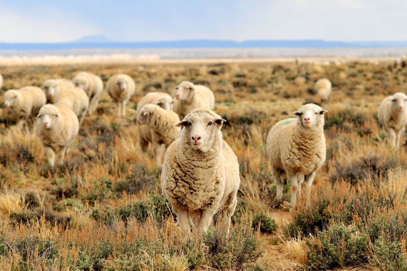Campbell Island Sheep: 4,000 Abandoned Sheep and Their Uncontrolled Evolution