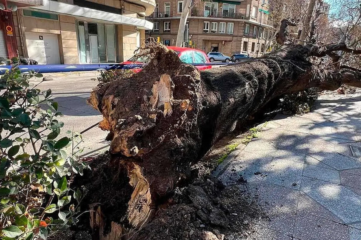 Zaragoza Green Capital 2028: Tree Removal Controversy Explained